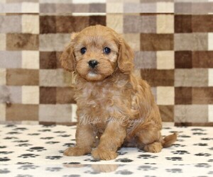 Cavapoo (Miniature) Puppy for sale in DENVER, PA, USA