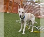 Small Siberian Husky Mix