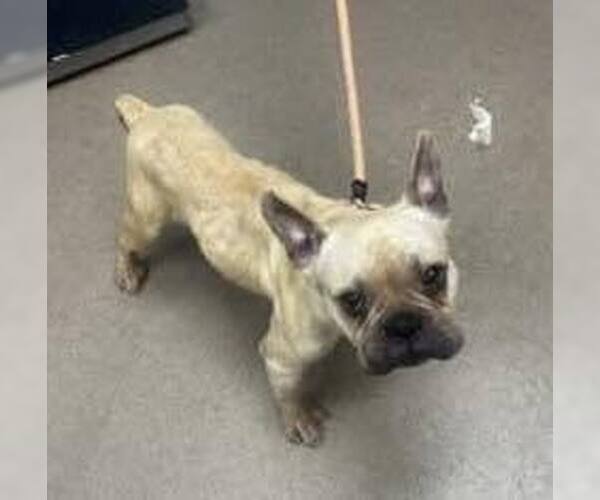 Medium Photo #2 French Bulldog Puppy For Sale in New York, NY, USA