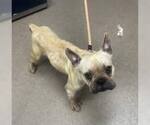 Small #1 French Bulldog
