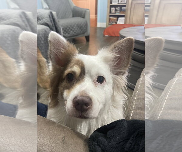 Medium Photo #8 Australian Shepherd Puppy For Sale in Valrico, FL, USA