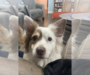 Shep - Male Australian Shepherd Dog for Adoption - Photo #8