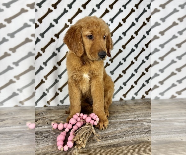 Medium Photo #5 Golden Retriever Puppy For Sale in INDIANAPOLIS, IN, USA