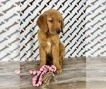 Small #4 Golden Retriever