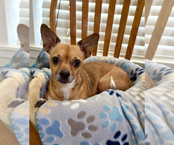 Medium Photo #1 Chihuahua-Unknown Mix Puppy For Sale in Texarkana, TX, USA