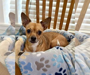 Chihuahua-Unknown Mix Dogs for adoption in Texarkana, TX, USA