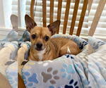 Small Chihuahua Mix