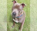 Small American Staffordshire Terrier