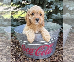 Cockapoo (Miniature) Puppy for sale in MIDDLEBURY, IN, USA