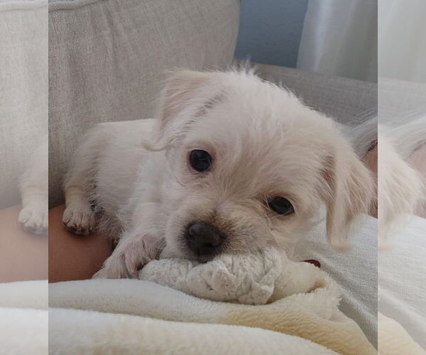 Medium Photo #1 Mutt Puppy For Sale in San Bernardino , CA, USA