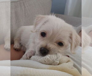 Mutt Dogs for adoption in San Bernardino , CA, USA