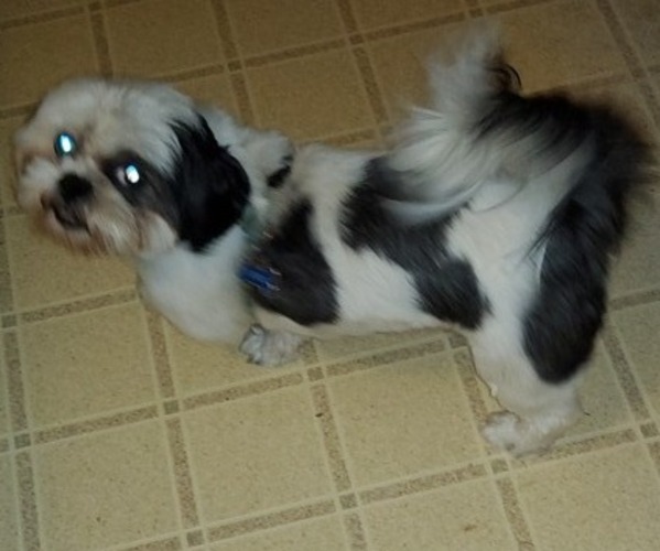 Medium Photo #1 Shih Tzu Puppy For Sale in SAINT CHARLES, MO, USA