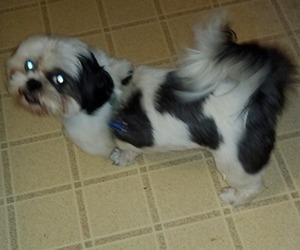 Father of the Shih Tzu puppies born on 12/01/2024