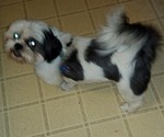 Small Photo #1 Shih Tzu Puppy For Sale in SAINT CHARLES, MO, USA