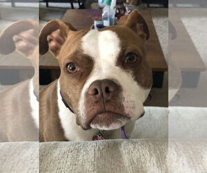 Mutt Dogs for adoption in Greenville, SC, USA