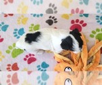 Small #12 Havanese
