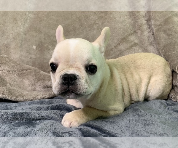 View Ad French Bulldog Puppy for Sale near Tennessee