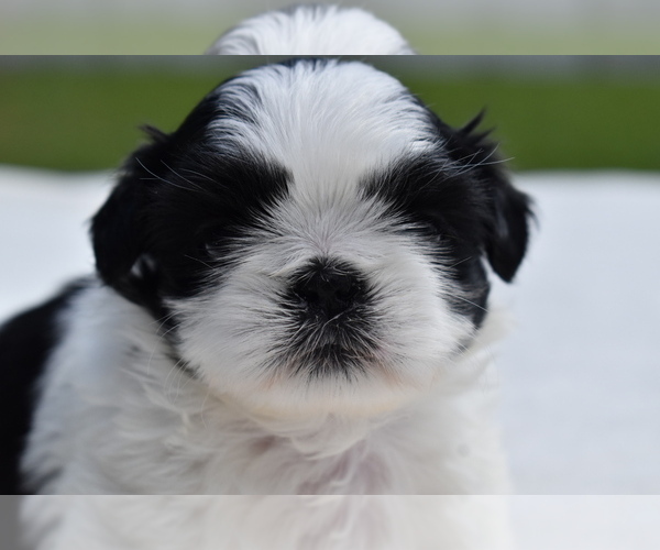 Medium Photo #2 Shih Tzu Puppy For Sale in PALM COAST, FL, USA