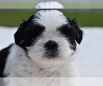 Small #1 Shih Tzu