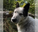 Small #4 Australian Cattle Dog