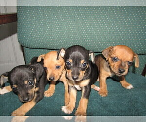 Chipin Puppy for sale in SOUTH BEND, IN, USA