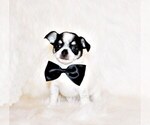 Small #1 Chihuahua