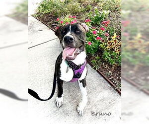 Mastiff-Unknown Mix Dogs for adoption in Nassau bay, TX, USA
