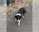 Small #3 American Pit Bull Terrier-Border Collie Mix