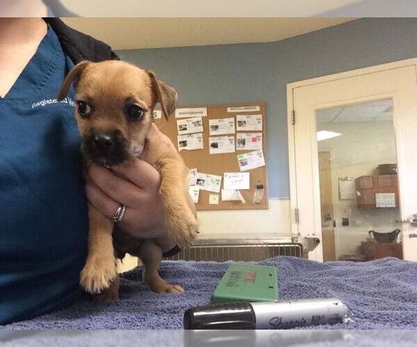 Medium Photo #1 Chihuahua Puppy For Sale in Riverside, CA, USA