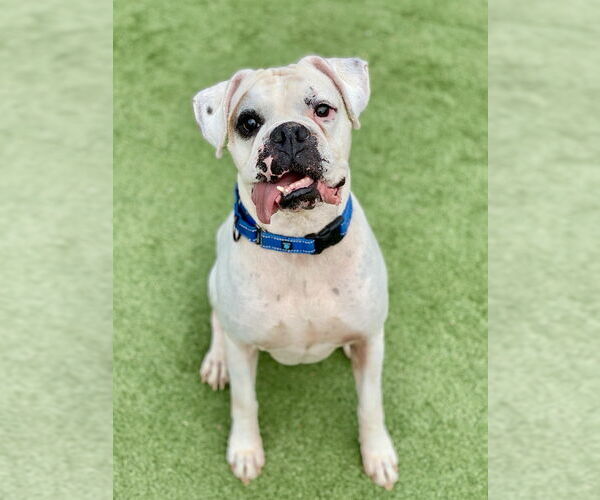 Medium Photo #2 Boxer Puppy For Sale in Austin, TX, USA