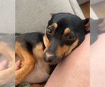 Small #6 Doxie-Pin
