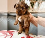 Small #7 Yorkshire Terrier