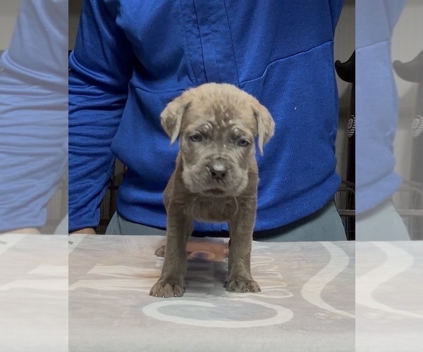 Medium Photo #2 Cane Corso Puppy For Sale in MOUNT MORRIS, MI, USA