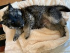 Small Photo #16 German Shepherd Dog-Siberian Husky Mix Puppy For Sale in HARRISON, AR, USA