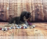 Small #8 Pekingese