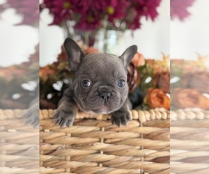 Medium French Bulldog