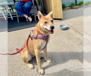 Nessi - Female Mutt Dog for Adoption - Photo #26