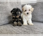 Small Photo #1 Morkie Puppy For Sale in ATL, GA, USA