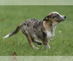 Small #8 Mutt
