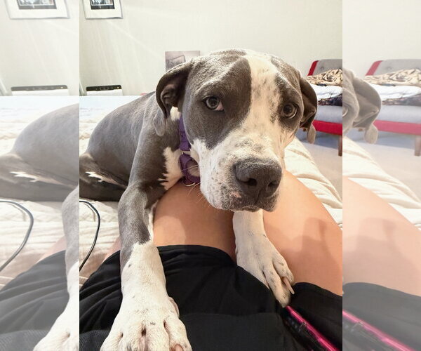 Medium Photo #5 Mutt Puppy For Sale in Goodyear, AZ, USA