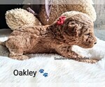 Small Photo #107 Goldendoodle (Miniature) Puppy For Sale in GASTONIA, NC, USA
