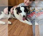 Small #3 Australian Shepherd