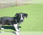 Small Photo #3 Basset Hound-Unknown Mix Puppy For Sale in Chestertown, MD, USA