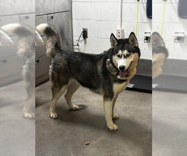 Medium Photo #1 Siberian Husky Puppy For Sale in Forestville, MD, USA