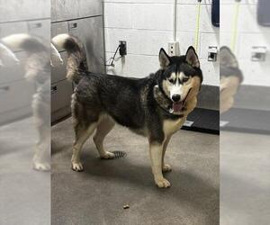 Siberian Husky Dogs for adoption in Forestville, MD, USA