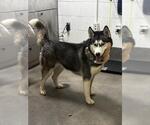 Small Siberian Husky
