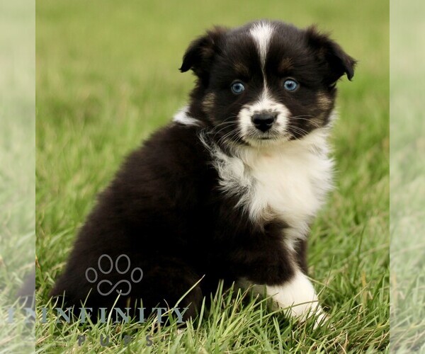 Medium Photo #4 Australian Shepherd Puppy For Sale in NEW PROVIDENCE, PA, USA