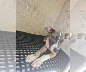 American Staffordshire Terrier Dogs for adoption in Fort Lauderdale, FL, USA