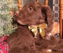 Small Photo #14 Aussiedoodle Puppy For Sale in ARBA, IN, USA