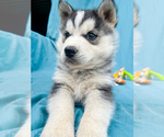 Puppy Boy Siberian Husky